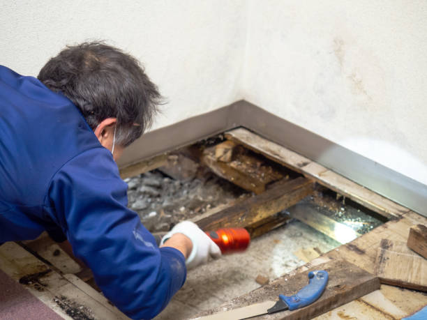Best Emergency Mold Removal  in Elgin, MN
