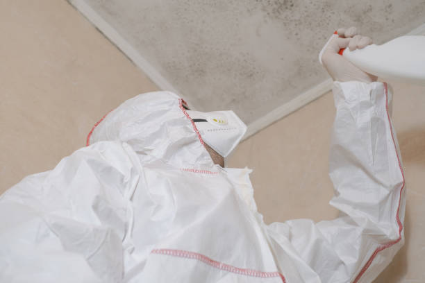 Mold Removal Process in Elgin, MN