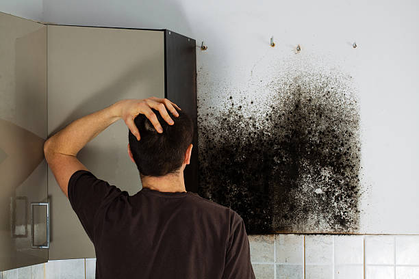 Best Toxic Mold Removal  in Elgin, MN