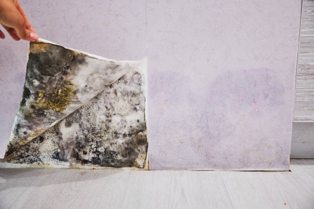 Best Emergency Mold Removal  in Elgin, MN